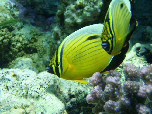 Ryba motyl 1 Chaetodon fasciatus Ras Abu Soma.jpg