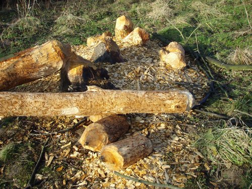 Zbiorowe ścieranie zębów - jak się wie gdzie to nie trzeba kupować drewna do kominka 2.jpg