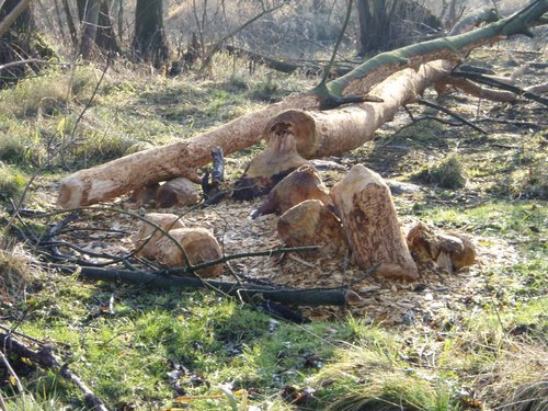 Zbiorowe ścieranie zębów - jak się wie gdzie to nie trzeba kupować drewna do kominka 1.jpg