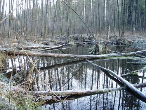 Swoimi tamami przekształcają całe doliny wartkich potoków w bagienne leniwe rzeki tworząc siedliska dla innych zwierząt 3.jpg