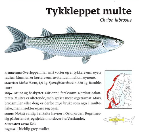 30 Tykkleppet multe.jpg